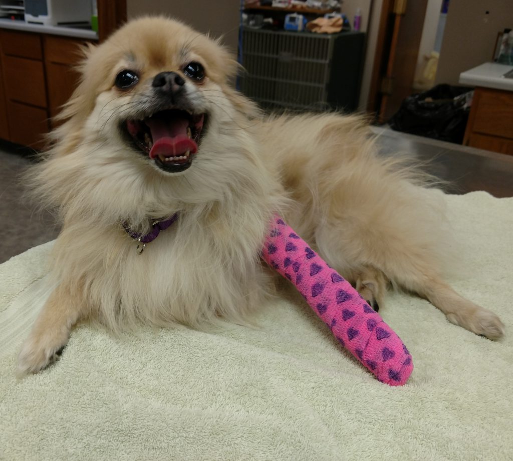 Dog with pink cast