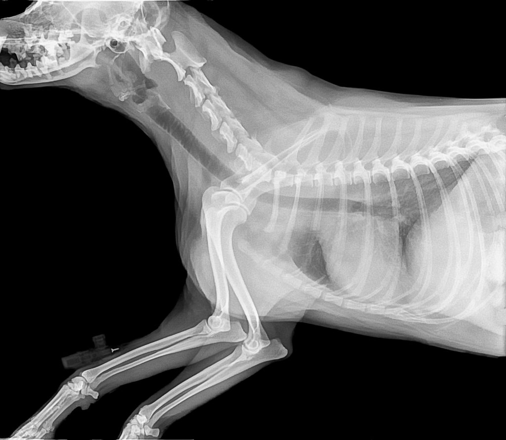 dogxray